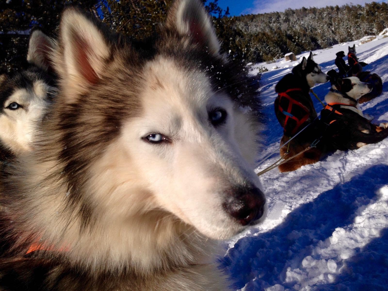 Secretos del Mushing-6