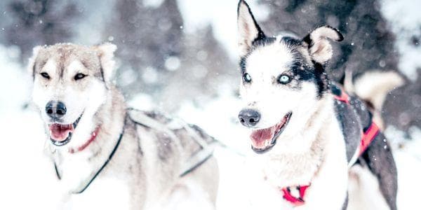 Header Mail (petit)