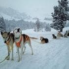 MÁS SOBRE EL MUSHING