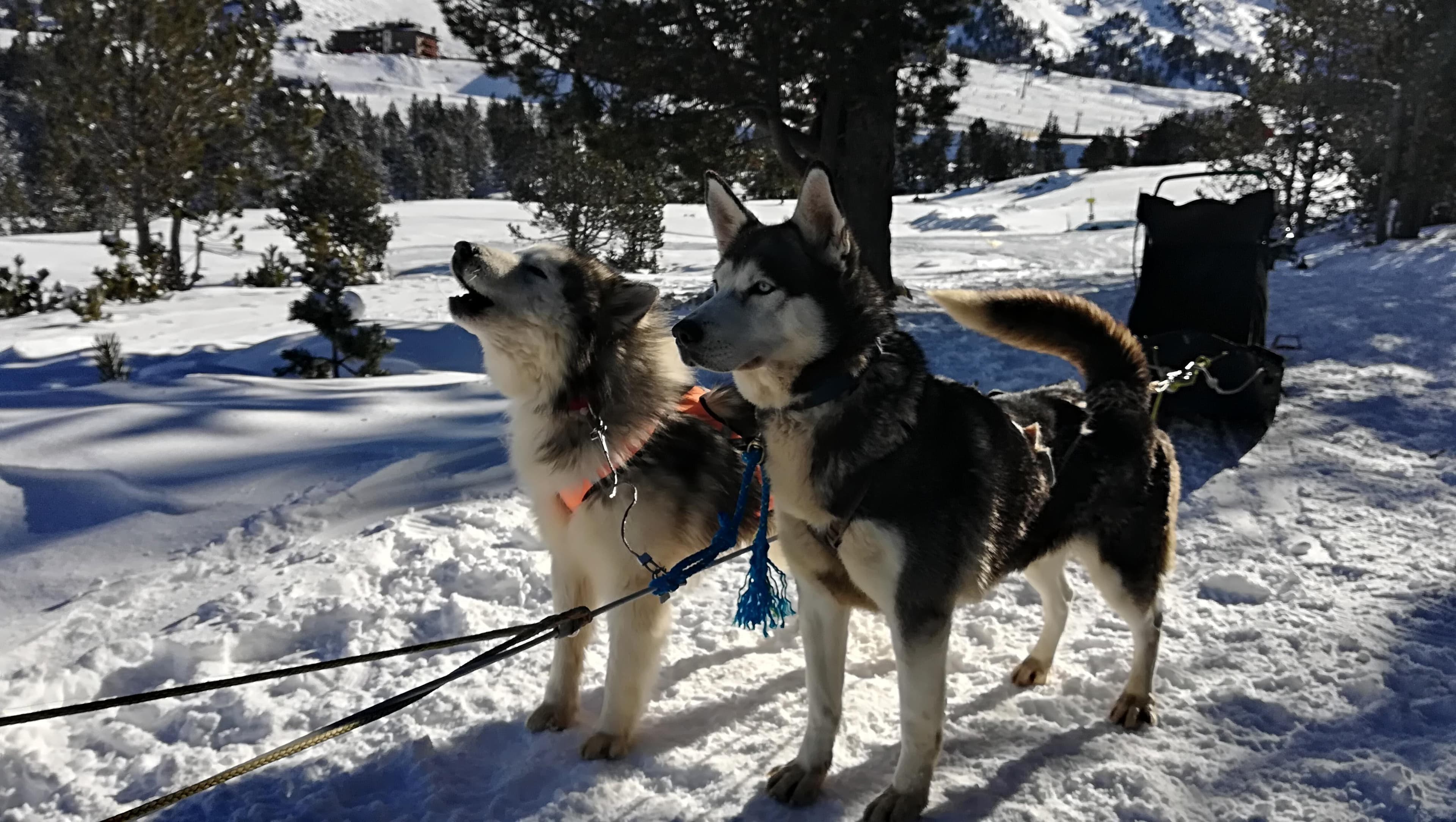 Secretos del Mushing-4
