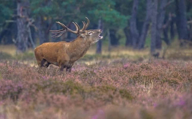 Roaring male Red deer in field of Heather