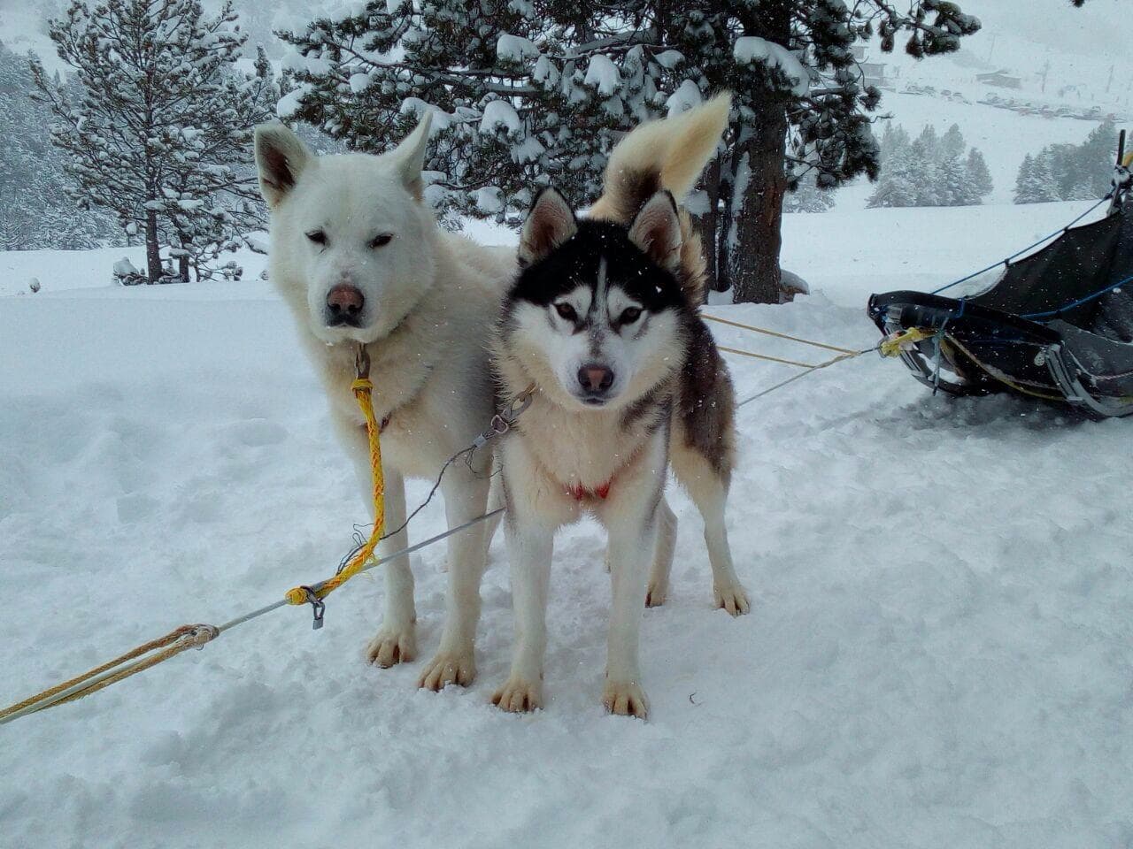Més Mushing-4