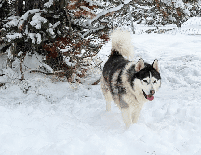 From Alaska to the Pyrenees: mushing, an experience in the snow to enjoy with the family