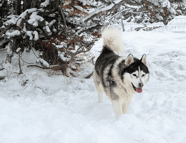 Desde Alaska a los Pirineos: el mushing, una experiencia en la nieve para disfrutar en familia
