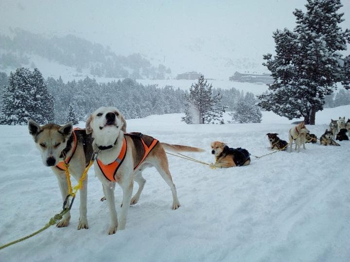 mushing, trineo de perros Andorra - Grau Roig Grandvalira