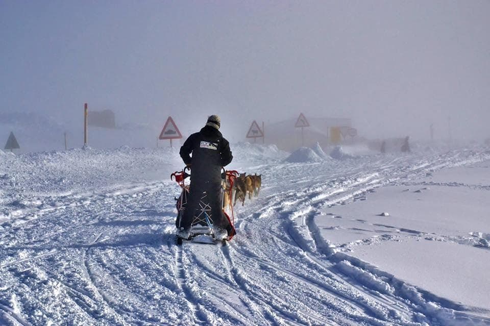 Trineus de gossos a ROCROI ADVENTURE CENTER GRANDVALIRA