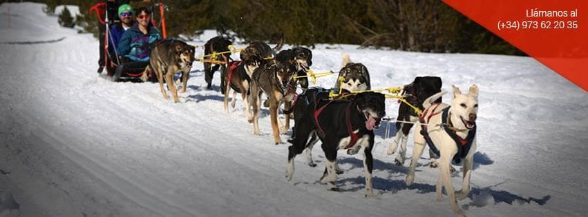 Mushing (Trineos de Perros): emociones únicas.