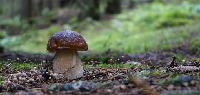 ceps