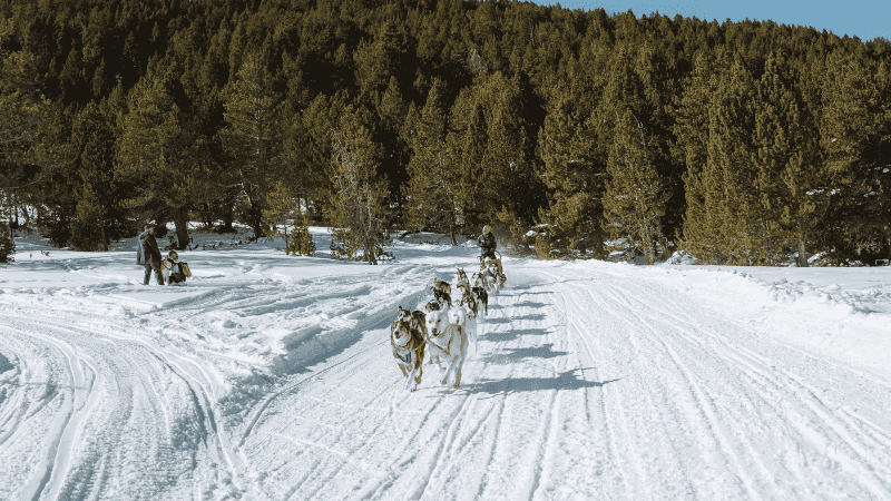 Entrevista con Patricio: Explorando la Pasión por el Aire Libre y el Mushing