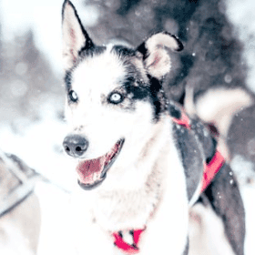 Correr en invierno, descansar en verano: así es el cuidado de los perros para la práctica del mushing