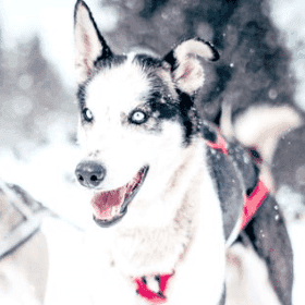 Correr en invierno, descansar en verano: así es el cuidado de los perros para la práctica del mushing