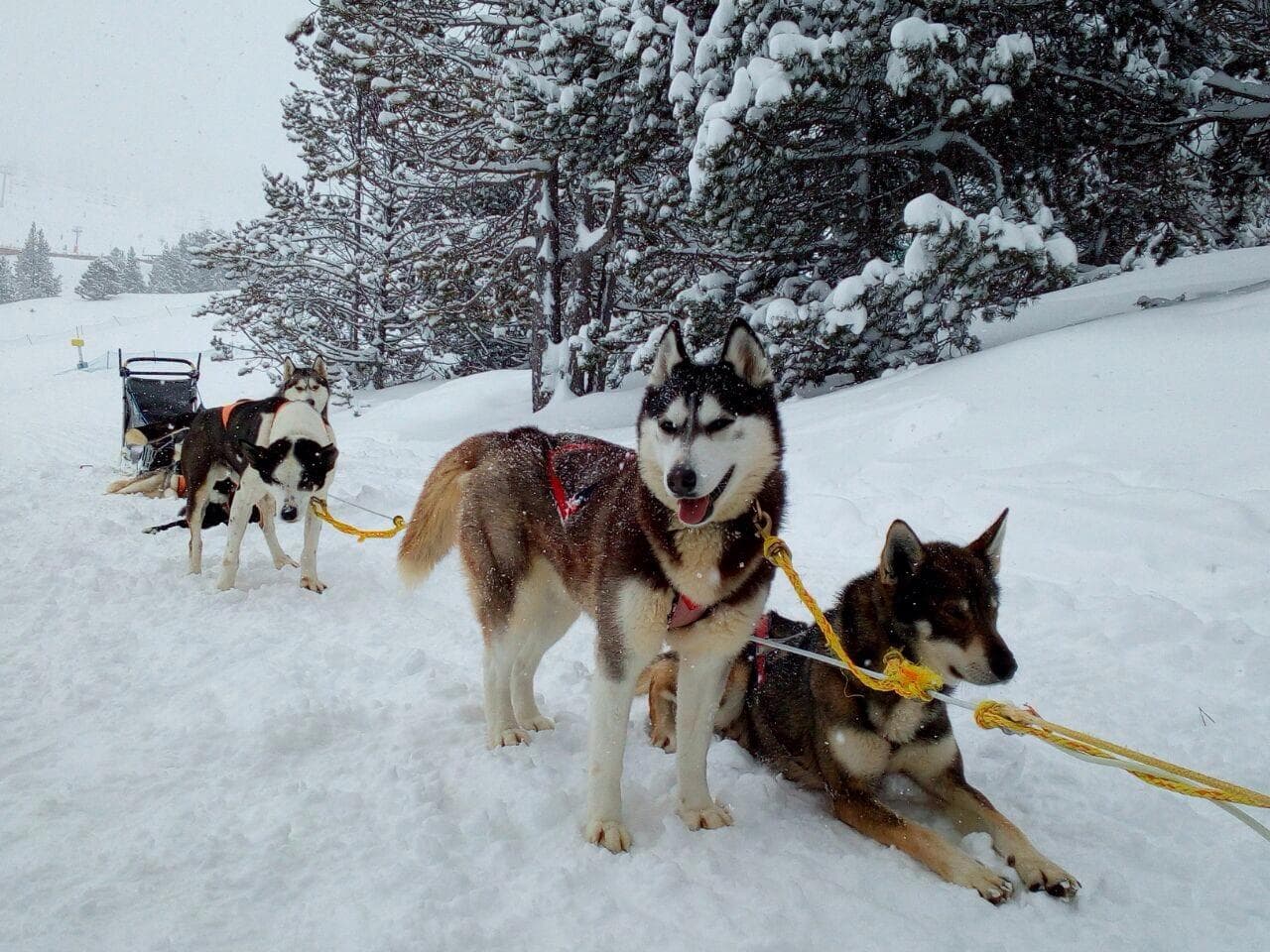Més Mushing-2