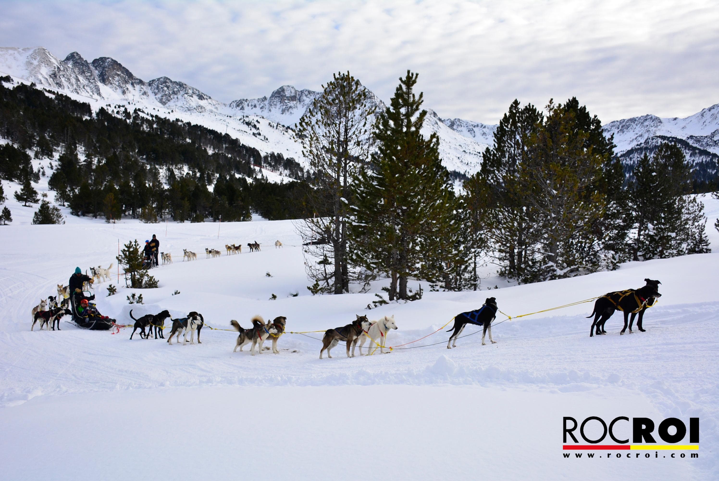 Secretos del Mushing