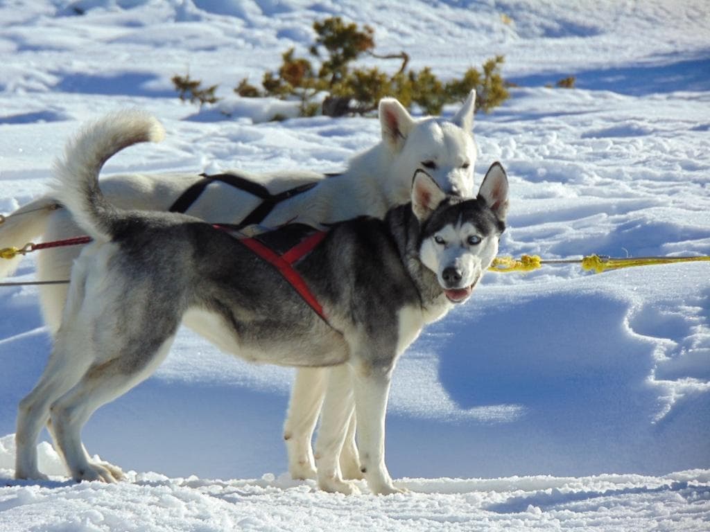Akira y Dogo - Huskies