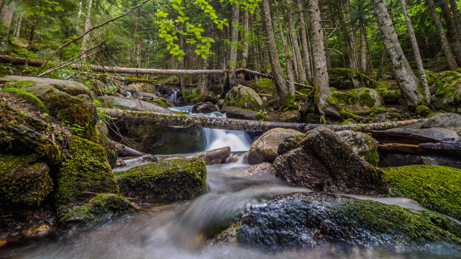 Bosc de Gerdar - Fotografia Jordi Santacana