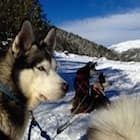 DESCUBRE TODOS LOS SECRETOS DEL MUSHING
