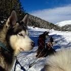 DESCUBRE TODOS LOS SECRETOS DEL MUSHING