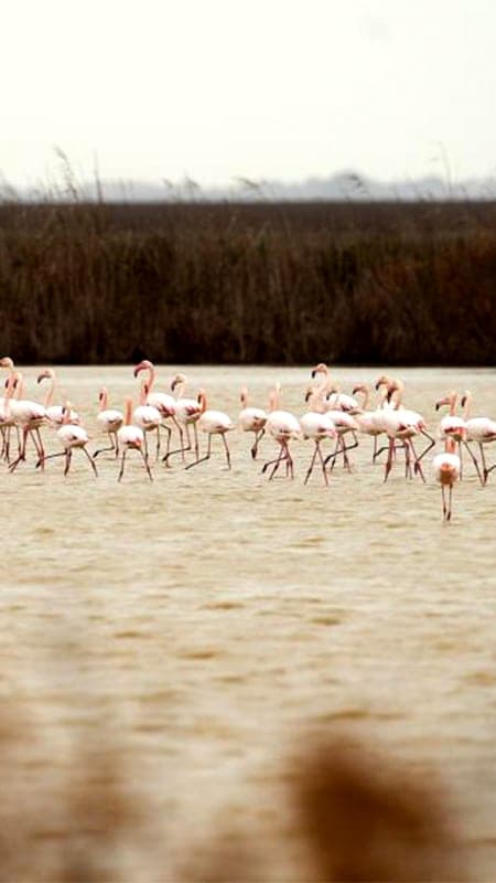 Ruta Guiada 5h en Todoterreno 4x4 con Avistamiento de Aves en el Parque Nacional Doñana: Cadiz