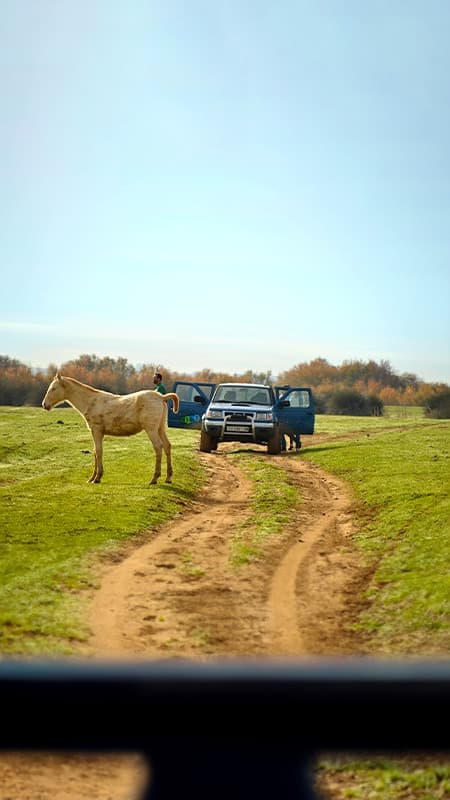 Parc Nacional de Doñana: Visita guiada en tot terreny de 3h al Parc Nacional de Doñana