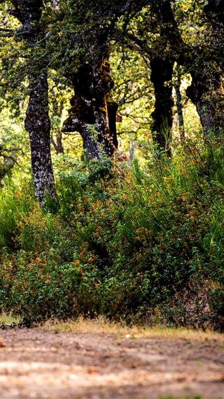 3h Ruta de Senderismo en Madrid o "Nordic Walking" por la Sierra de Guadarrama
