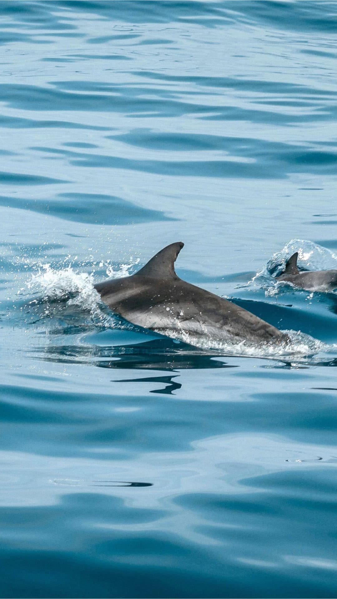 Excursión Catamarán con Avistamiento de Delfines 2h en Fuengirola, Málaga