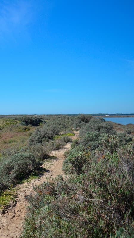 Parc Natural de Doñana: Ruta de senderisme de 3h pel Sender del Flamenco als Aiguamolls de Bonanza a Cadiz
