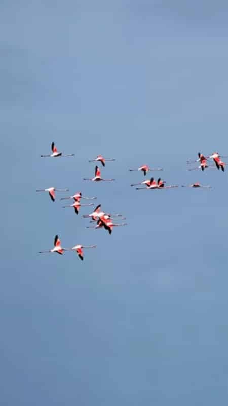 Parc naturel de Doñana : Visite guidée de 5 h hors route avec observation des oiseaux dans le parc national de Doñana