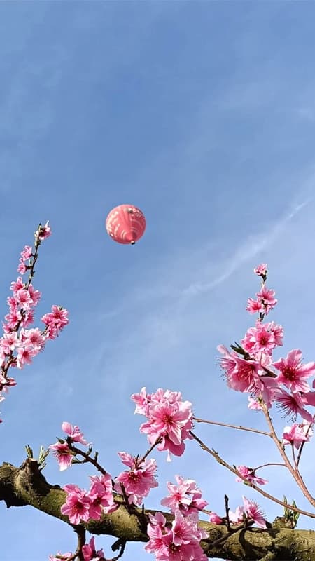 Vuelo en globo por campos de almendros floridos de 1h en Aitona