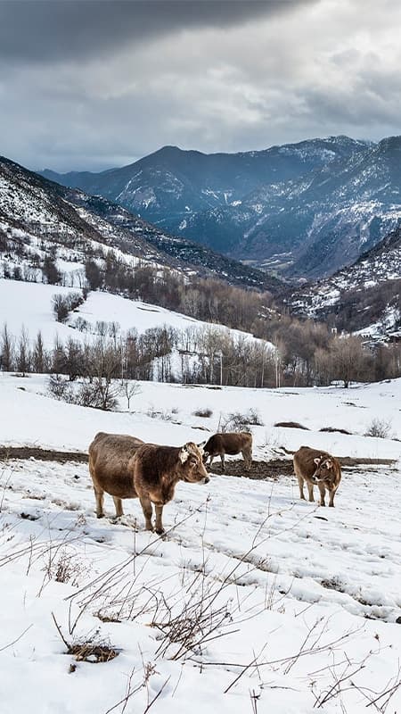 Randonnée avec raquettes entre neige et nature dans le Parc Naturel d'Haute Pyrénées