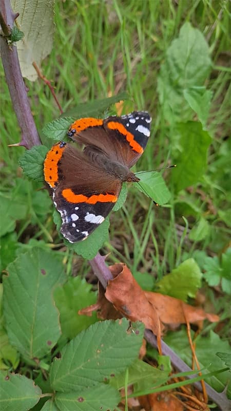 Hiking in the Pyrenees: Butterflies and marmots in summer