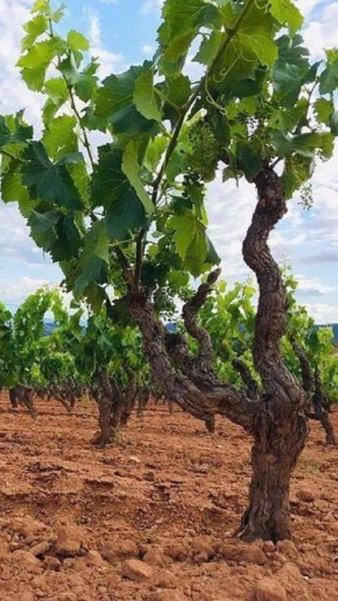 Descens en caiac amb tast de vins al riu Ebre: de Miravet a Benifallet