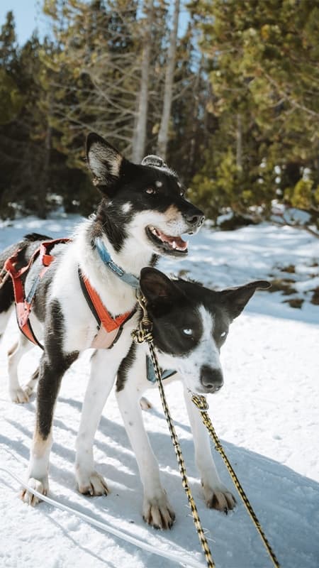 Andorra: Mushing 2 km – Paseo en trineo por Grau Roig
