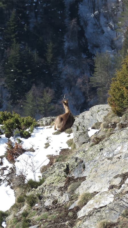 Randonnée avec raquettes entre neige et nature dans le Parc Naturel d'Haute Pyrénées