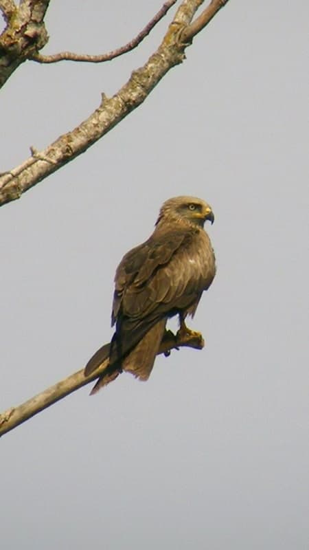 Ruta con guía exclusivo en kayak en el río Ebro con observación de aves de 3h en Móra d'Ebre