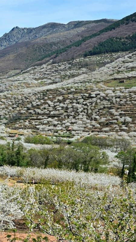 Valle del Jerte: randonnée guidée de 3h en VTT en Extremadura