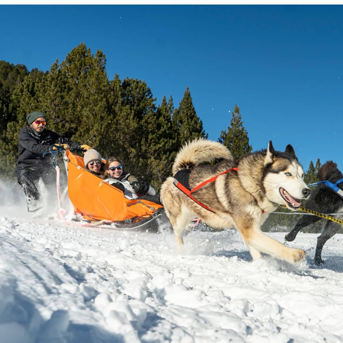 Andorra: 5km dog sled ride in Grau Roig
