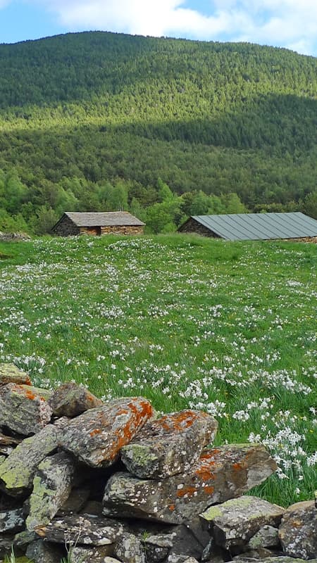 Senderismo primaveral entre flores y deshielo en el Pirineo