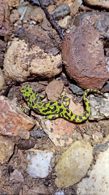 Parc naturel de Sant Llorenç de Munt i l'Obac : Spéléologie à Sima del Llest à Barcelone