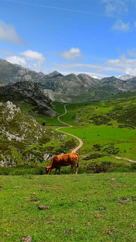 Picos de Europa - Asturias