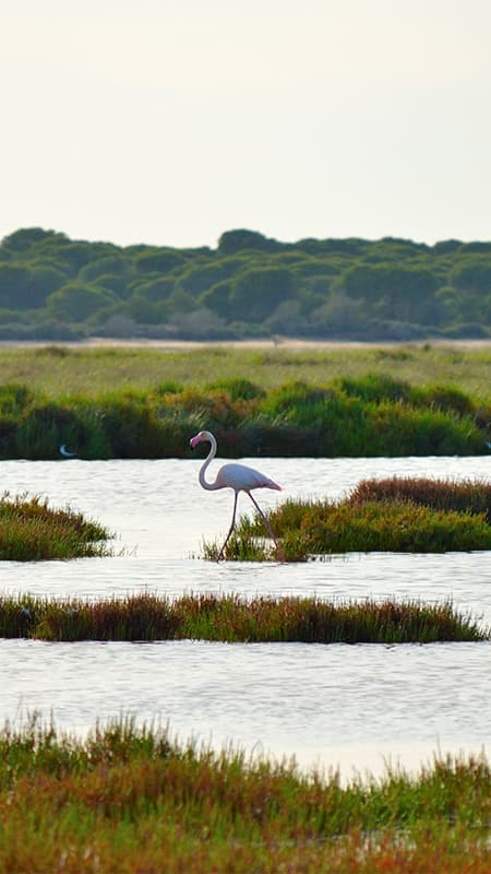 Doñana National Park - Cádiz