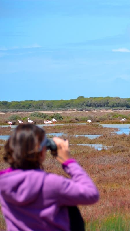 Doñana Natural Park: 5h guided off-road tour with bird watching in the Doñana National Park