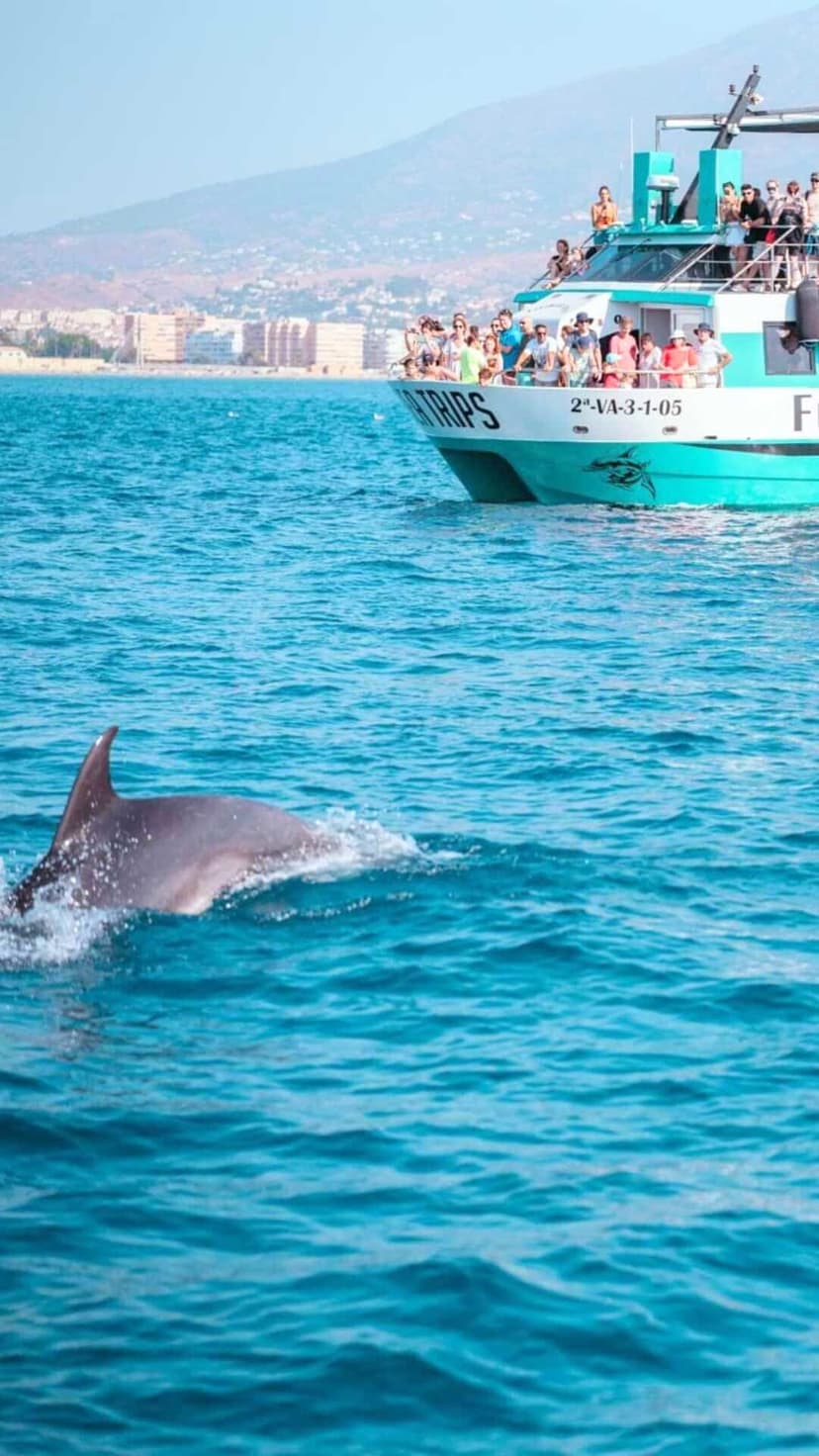 Excursió Catamarà amb Albirament de Dofins 2h a Fuengirola, Màlaga