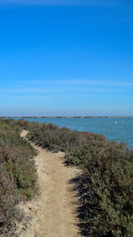 Doñana Natural Park: 3h hike along the Flamenco Trail in the Bonanza Marshes in Cádiz