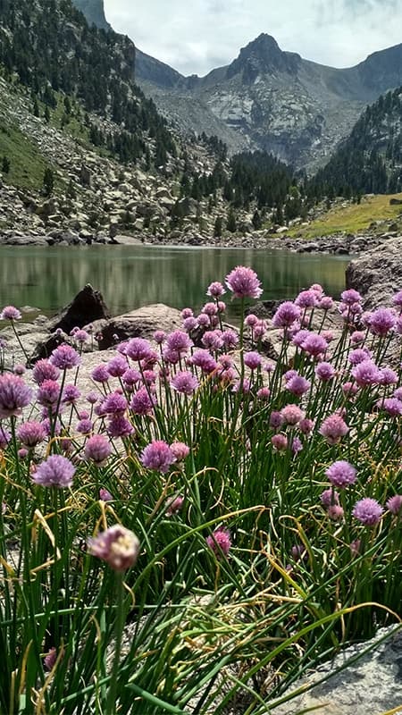 Ruta Senderisme al Parc Natural de l´Alt Pirineu, 3 hores - Llavorsí