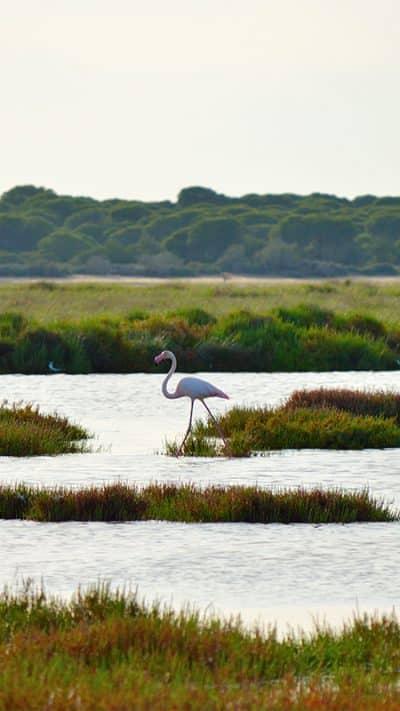 Parque Nacional de Doñana – Cádiz