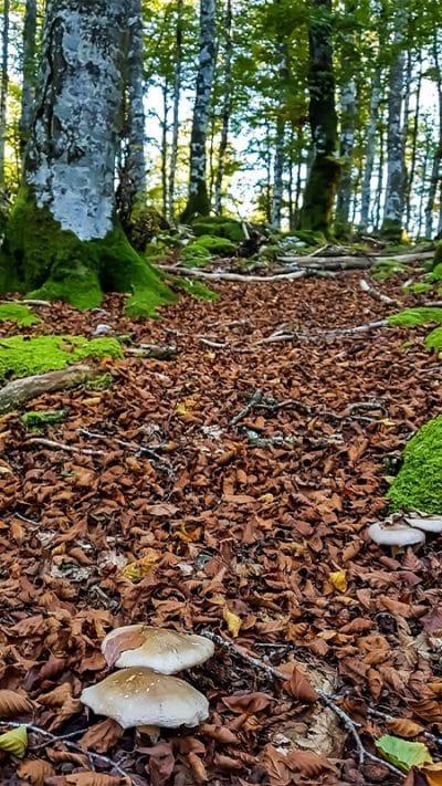 Parque Natural Urbasa Andía – Navarra