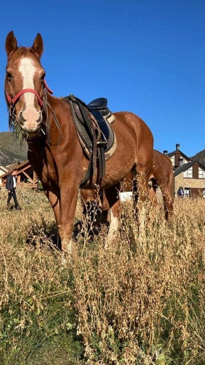 Ruta a Cavall per Rialp: Passeig Eqüestre a l'Alt Pirineu (1h)